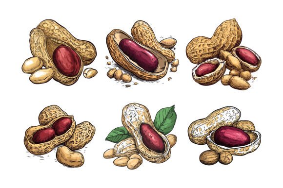 Set of Nuts and Seeds Illustration